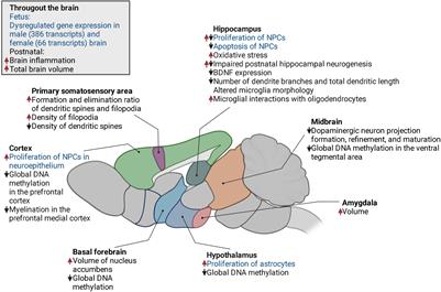 The impact of maternal high-fat diet on offspring neurodevelopment